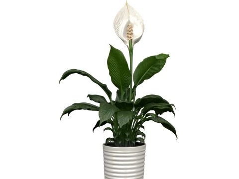 세라믹 냄비에 흰색 Spathe 꽃이 있는 평화 백합 3D 모델