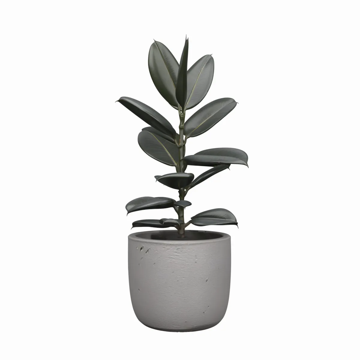 Rubber Plant in Concrete Pot with New Red Leaf 3D Model .c4d .max .obj .3ds .fbx .stl .blend 