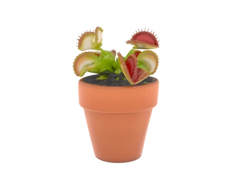 Venus Flytrap avec pi&egrave;ges ouverts dans un pot en terre cuite Modèle 3D