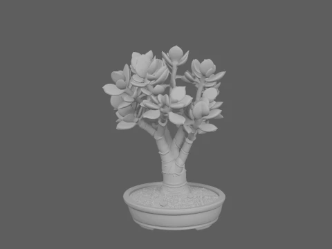Plante succulente de jade dans un pot en c&eacute;ramique peu profond Modèle 3D