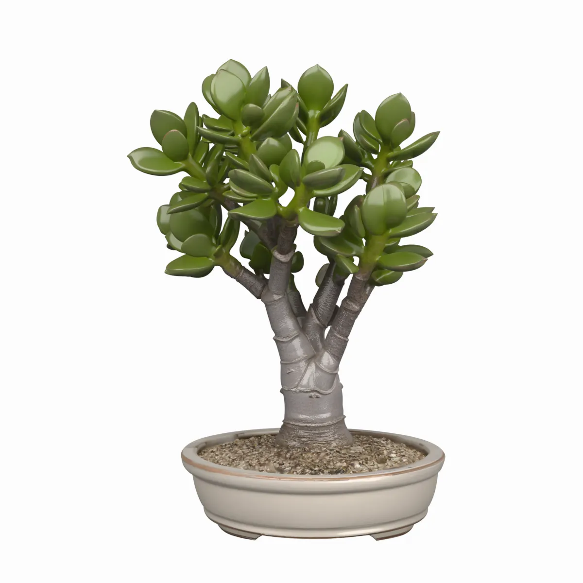 Jade Plant Succulent in Shallow Ceramic Pot 3D Model .c4d .max .obj .3ds .fbx .stl .blend 