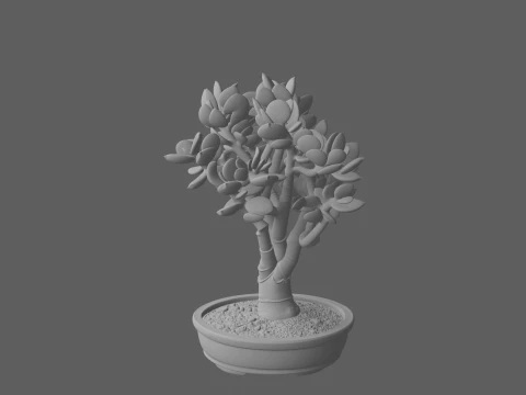 Jade Plant Succulent in Shallow Ceramic Pot 3D Model