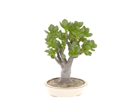 Jade Plant Succulent in Shallow Ceramic Pot 3D Model