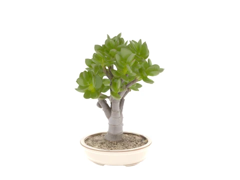 Jade Plant Succulent in Shallow Ceramic Pot 3D Model