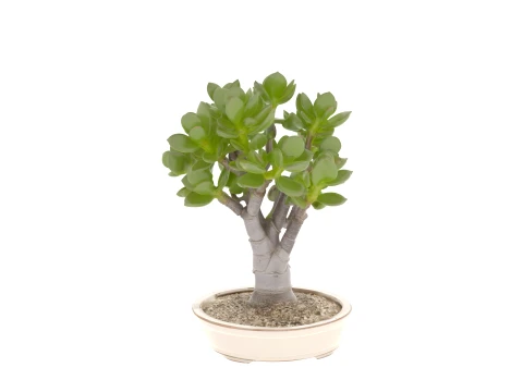 Jade Plant Succulent in Shallow Ceramic Pot 3D Model