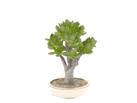 Jade Plant Succulent in Shallow Ceramic Pot 3D Model