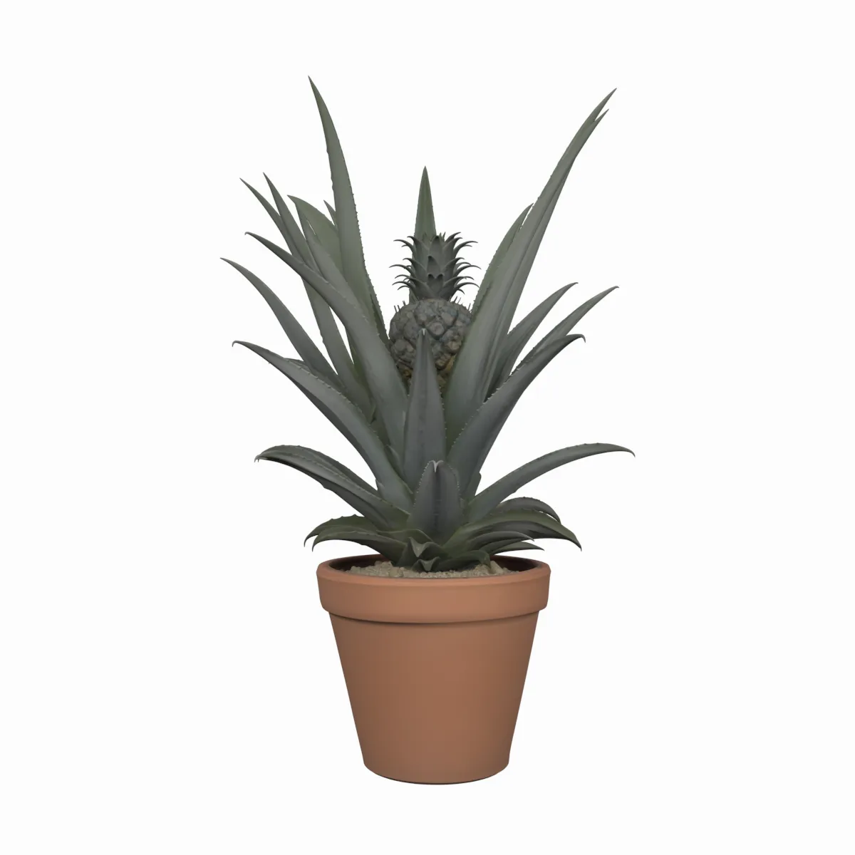 Pineapple Plant with Developing Fruit Terracotta Pot 3D Model .c4d .max .obj .3ds .fbx .stl .blend 