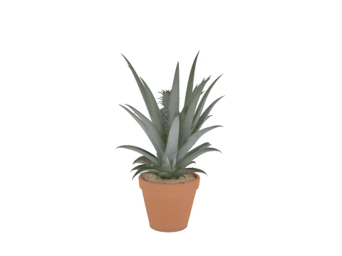 Pineapple Plant with Developing Fruit Terracotta Pot 3D Model