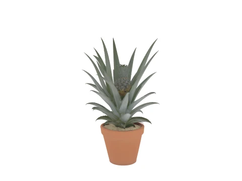 Pineapple Plant with Developing Fruit Terracotta Pot 3D Model
