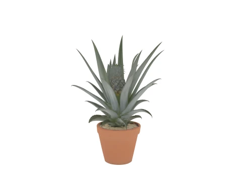 Pineapple Plant with Developing Fruit Terracotta Pot 3D Model