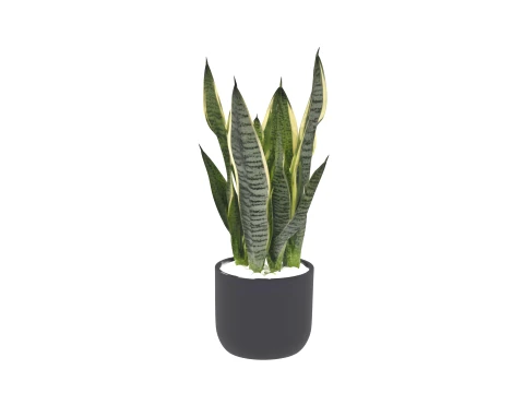 Snake Plant Variegated Leaves in Black Ceramic Pot 3D Model