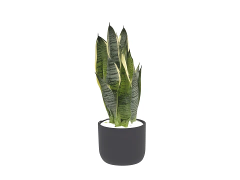 Snake Plant Variegated Leaves in Black Ceramic Pot 3D Model