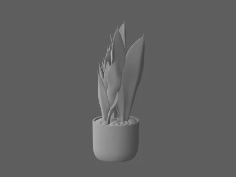Snake Plant Variegated Leaves in Black Ceramic Pot 3D Model