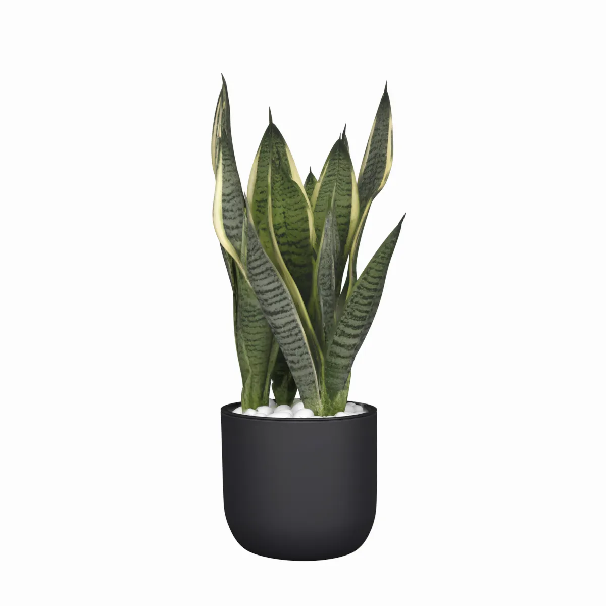 Snake Plant Variegated Leaves in Black Ceramic Pot 3D Model .c4d .max .obj .3ds .fbx .stl .blend