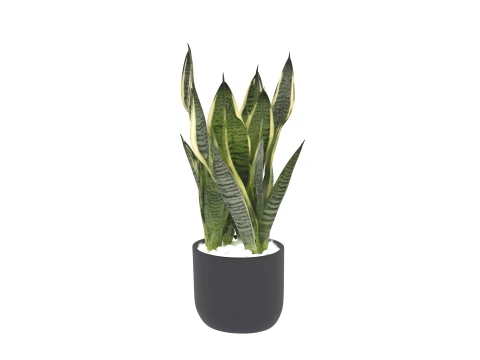 Snake Plant Variegated Leaves in Black Ceramic Pot 3D Model