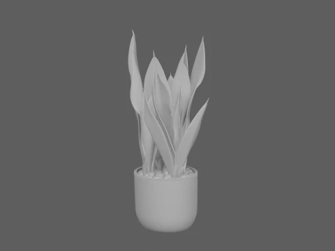 Snake Plant Variegated Leaves in Black Ceramic Pot 3D Model