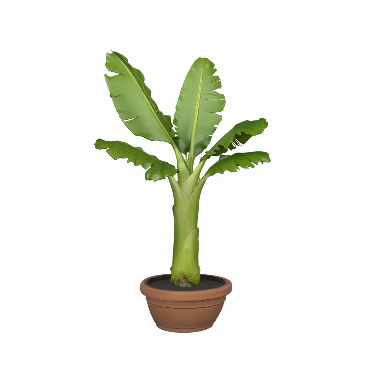 Potted Banana Plant with Large Torn Leaves 3D Model .c4d .max .obj .3ds .fbx .stl .blend