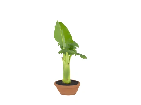Potted Banana Plant with Large Torn Leaves 3D Model