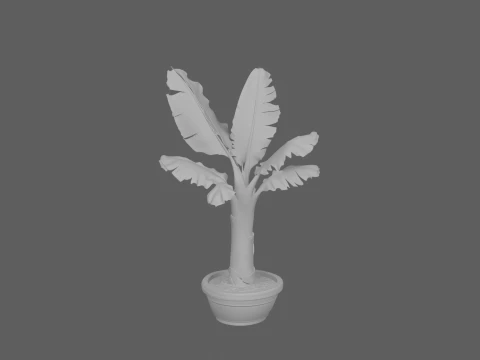 Potted Banana Plant with Large Torn Leaves 3D Model