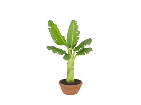 Potted Banana Plant with Large Torn Leaves 3D Model