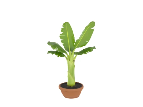 Potted Banana Plant with Large Torn Leaves 3D Model