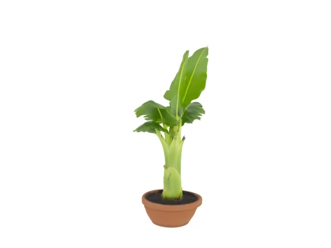 Potted Banana Plant with Large Torn Leaves 3D Model