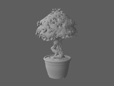 Mature Bougainvillea Terracotta Pot Magenta Bracts 3D Model