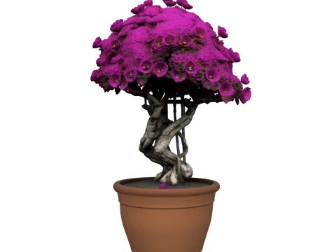 Mature Bougainvillea Terracotta Pot Magenta Bracts 3D Model