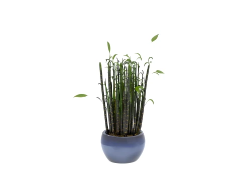 Clump of Black Bamboo in Midnight-Blue Ceramic Pot 3D Model