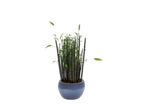Clump of Black Bamboo in Midnight-Blue Ceramic Pot 3D Model