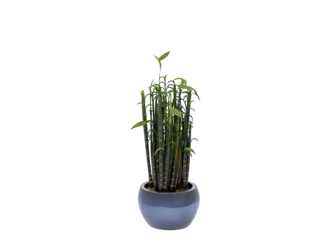 Clump of Black Bamboo in Midnight-Blue Ceramic Pot 3D Model