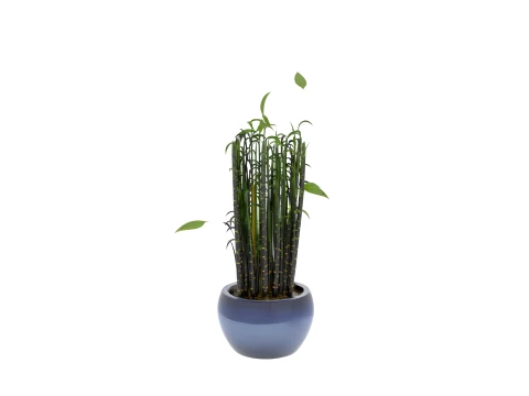 Clump of Black Bamboo in Midnight-Blue Ceramic Pot 3D Model