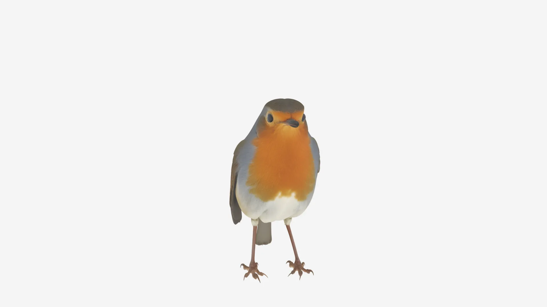 European Robin with Orange Breast in Perching Pose 3D Model .c4d .max .obj .3ds .fbx .stl .blend