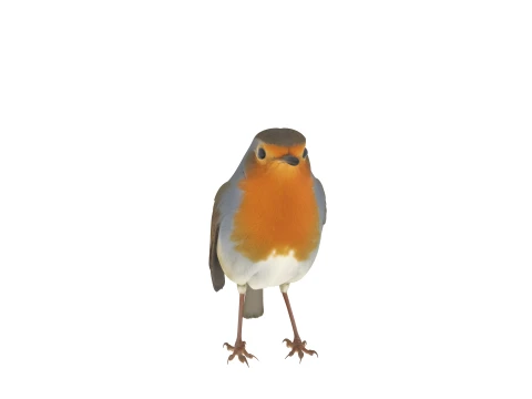 European Robin with Orange Breast in Perching Pose 3D Model