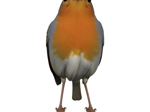 European Robin with Orange Breast in Perching Pose 3D Model