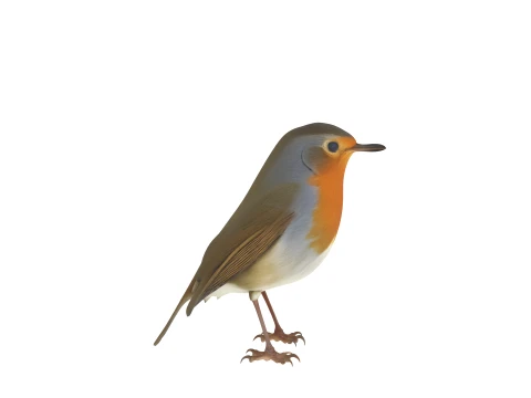 European Robin with Orange Breast in Perching Pose 3D Model