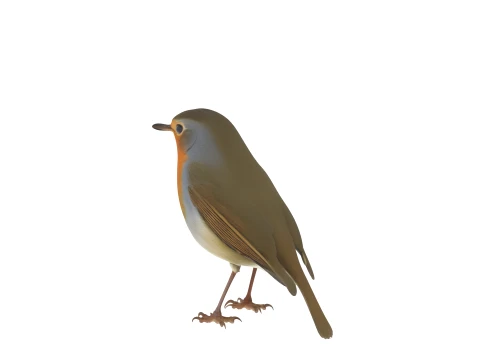 European Robin with Orange Breast in Perching Pose 3D Model