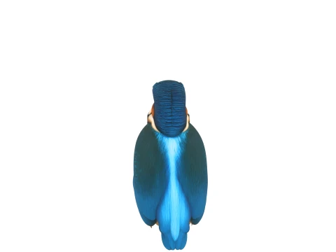 Common Kingfisher with Iridescent Blue Plumage 3D Model