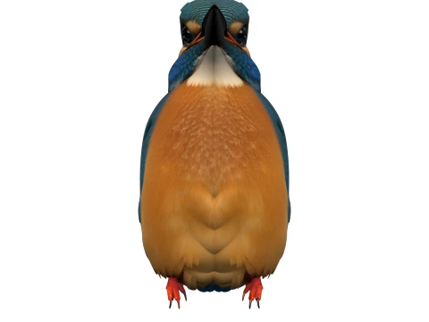 Martin-p&ecirc;cheur commun au plumage bleu iris&eacute; Modèle 3D