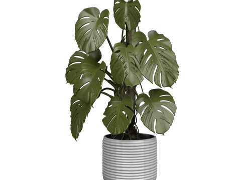 Large Mature Monstera Deliciosa in Concrete Planter 3D Model