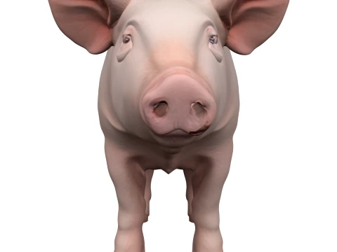 Large Pink Domestic Pig Standing in Straw 3D Model