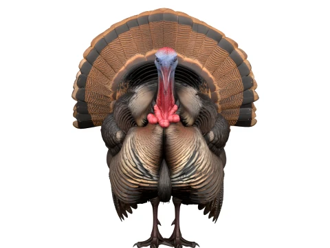 Male Turkey Display Pose with Fanned Tail 3D Model