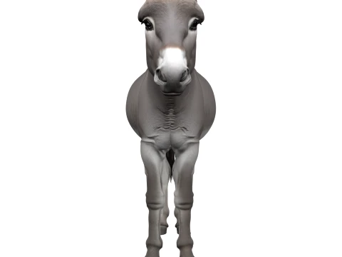 &Acirc;ne domestique gris avec bande dorsale fonc&eacute;e Modèle 3D