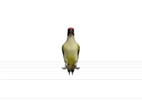 Green Woodpecker with Extended Tongue Realistic 3D Model