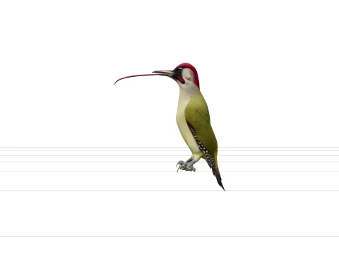 Green Woodpecker with Extended Tongue Realistic 3D Model