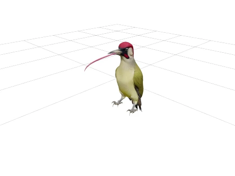 Green Woodpecker with Extended Tongue Realistic 3D Model