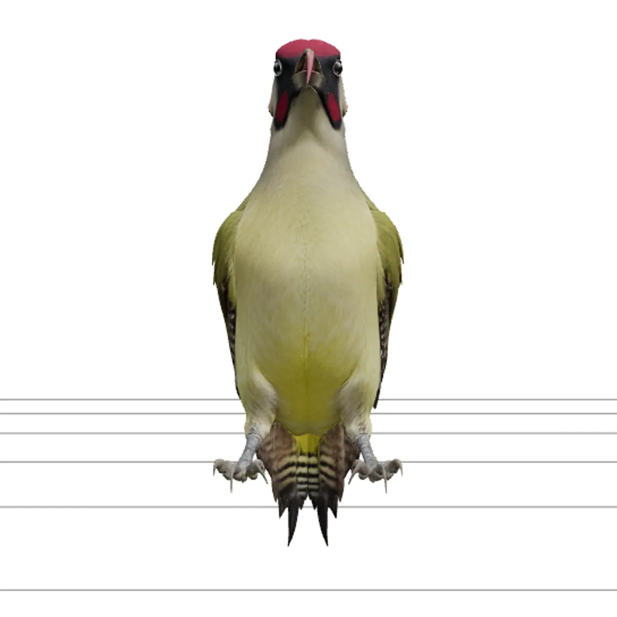 Green Woodpecker with Extended Tongue Realistic 3D Model .c4d .max .obj .3ds .fbx .stl .blend 
