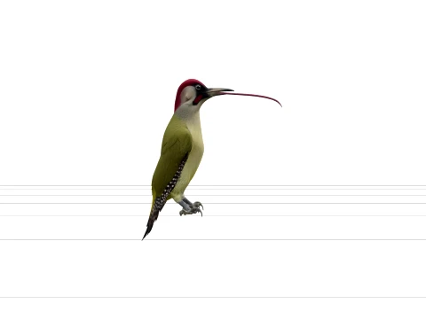 Green Woodpecker with Extended Tongue Realistic 3D Model