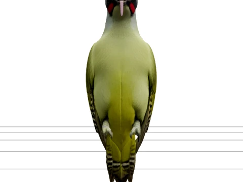 Vivid Green Woodpecker with Crimson Crown 3D Model