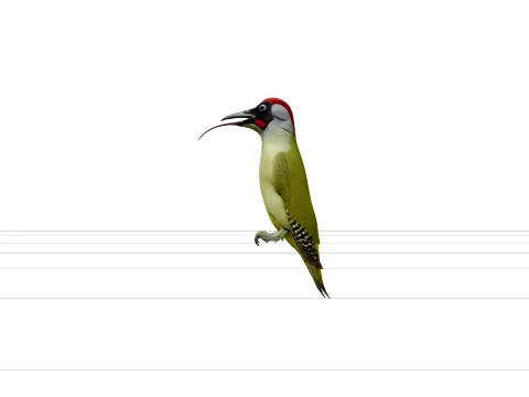 Vivid Green Woodpecker with Crimson Crown 3D Model